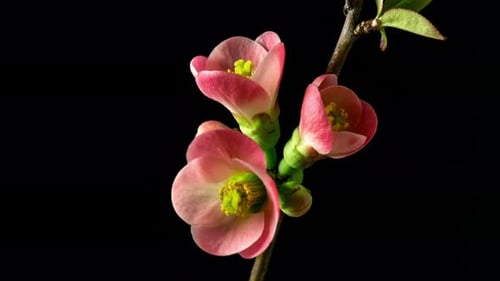 Pink Flower Blooming in Time Lapse Close Up