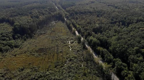 Road in Forest
