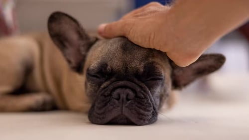French Bulldog Lying Still, Being Petted
