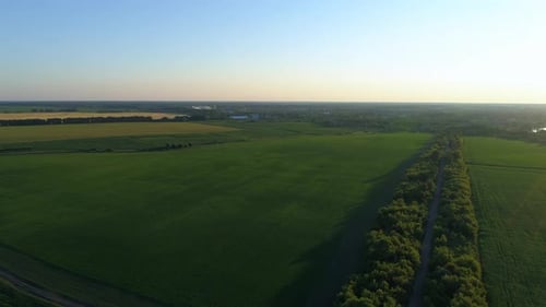 Aerial View Corn Field in Sunset or Sunrise Drone Shot Road Around Cornfield