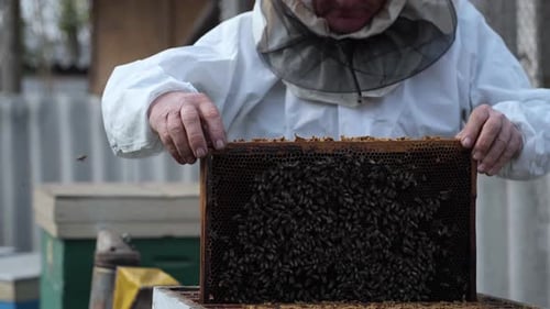 Organic Business, Male Beekeeper in Protective Outfit Takes Out Honeycomb with Bees From Beehives To