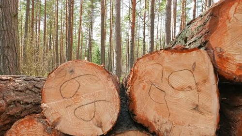 Freshly Cut Logs in Peaceful Pine Tree Forest
