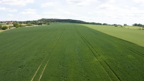 Aerial Drone Shot a Green Field in a Rural Area Drone Flies Backward