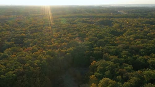 Vista aérea del bosque otoñal 4