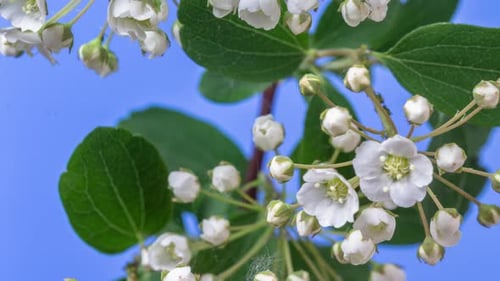 White Jasmine Flower Blossoming Timelapse