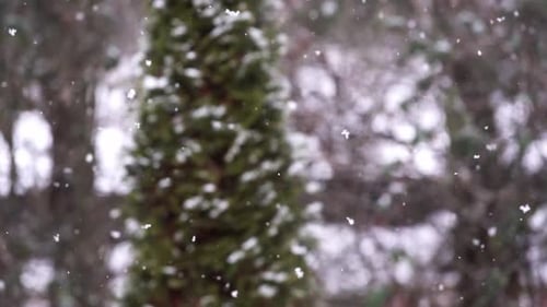 Fallender Schnee in Zeitlupe mit verschwommener Kiefer
