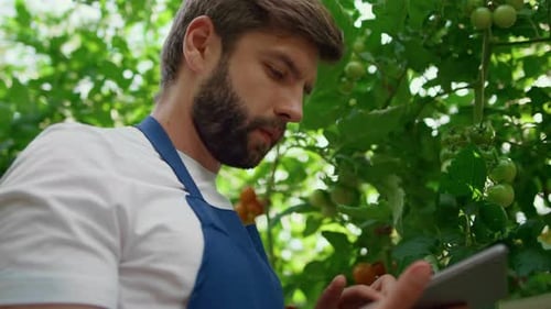 Closeup Agricultural Engineer Controlling Plants Growth Tablet in Plantation