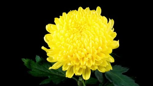 Bright Yellow Flower Blooming in Close Up