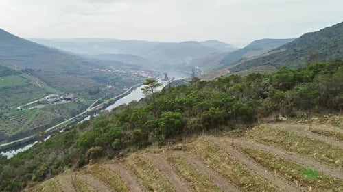 Aerial View of Terraced Vineyards in Douro Valley