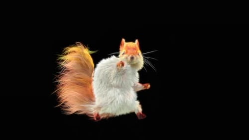 74 White Squirrel Samba Dancing HD