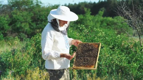 Beekeeper Inspecting Honeycomb with Bees in Field