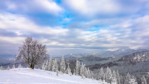Der Winterbergwald