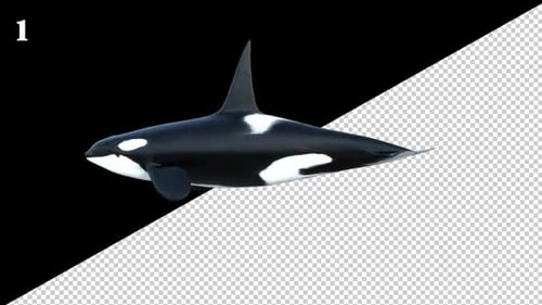 Killer Whale Swim Loop 3er