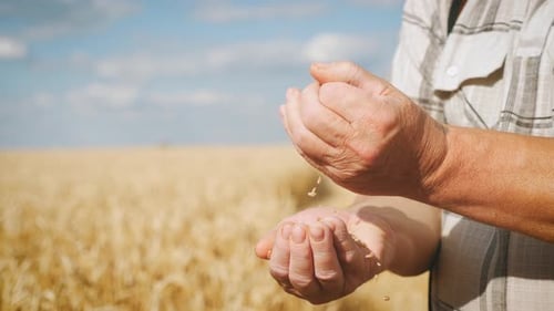 Farmer Pours Wheat From Hand To Hand on the Background of a Wheat Field. Agriculture and Harvesting