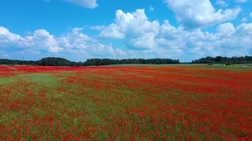 Field of Blossoming Red Poppies, Beautiful Flowers Meadow and Summer Nature Landscape