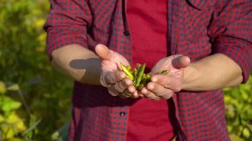 Close-up of an Agronomist with Soybean Fruits in Hands. Concept Ecology, Bio Product, Natural