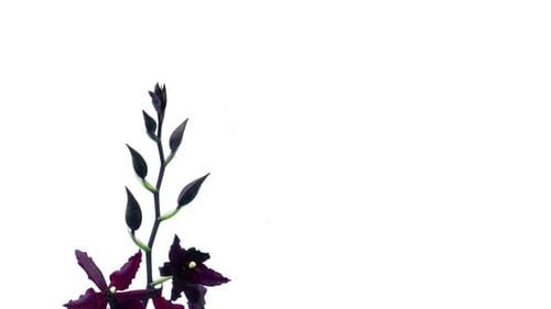 Time Lapse of Dark Purple Orchid Bloom