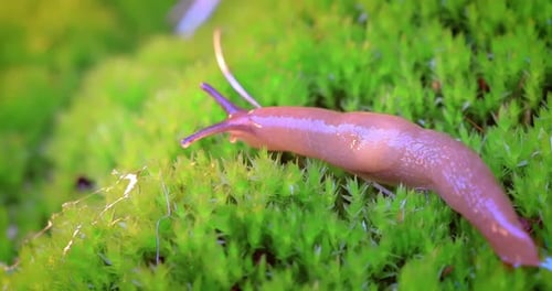 Slug kriecht langsam auf dem grünen Gras
