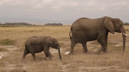 Elephants and Baby Grazing in African Savanna