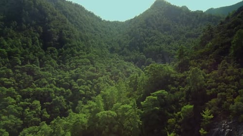 Aerial Drone Footage of High Mountains Covered By Green Trees Filmed at Summer Day