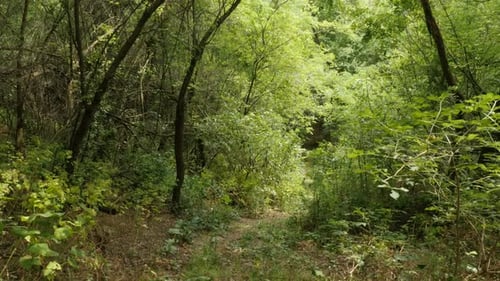 Path leads over stone stairways through the forest establishing 4K footage