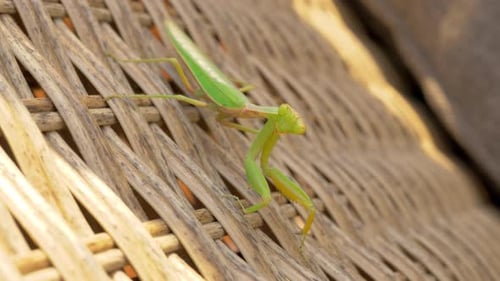 Praying mantis on wicker chair outdoor