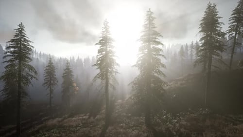 Sun Beams Through Trees