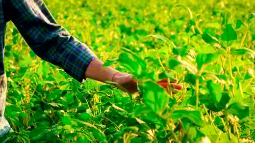 Soybeans Grow in the Field