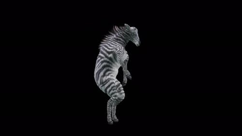 Animated Zebra Dancing on Hind Legs Alpha Loop