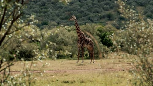 Giraffe Stands Still in African Savanna