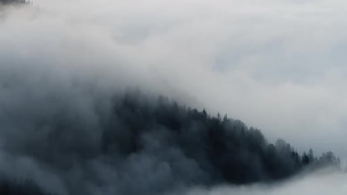 Morning Fog in the Forest, Natural Beautiful Nature Landscape in Mountain, Background