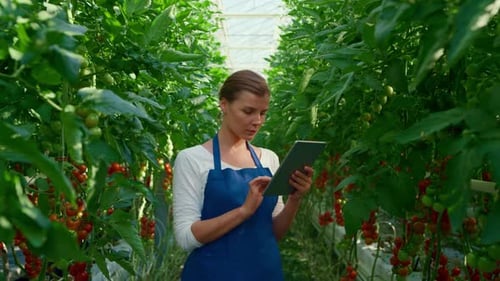 Woman with Tablet Inspecting Tomato Plants in Greenhouse