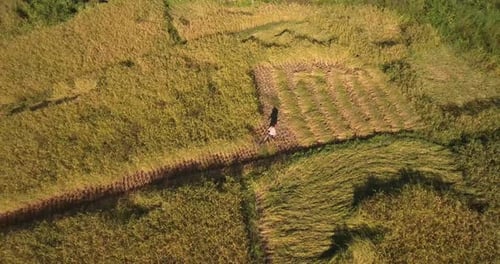Worker harvesting in a rice paddy from above