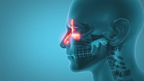 Medical Human Head Wireframe with Glowing Sinuses Animation
