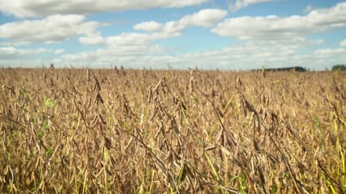 Ready to Harvest Soybeans in field