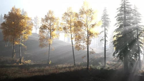 Forêt lumineuse tôt le matin dans les montagnes
