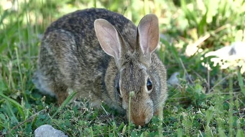 Wild Rabbit Grazing Peacefully in Grassy Clearing
