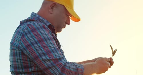 The Farmer Inspects the Harvest in the Wheat Field