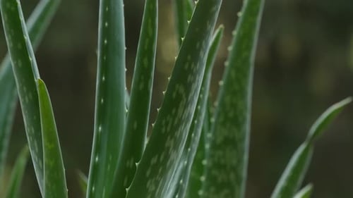 Close Up of a Green Aloe Vera Plant