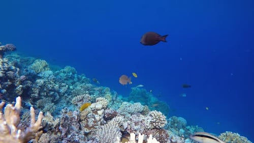 Tropische Meereslandschaft Bunte Fische