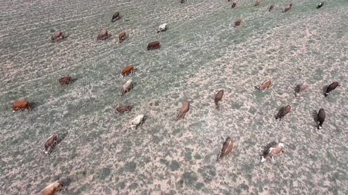 Big Crowded Herd of Cows Grazing on Barren Land of Terrestrial Climate