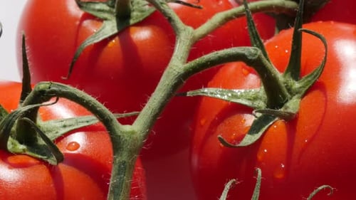 Fresh red fresh cherry tomatoes on vine close-up tilting 4K 2160p 30fps UHD footage - Slow tilt over