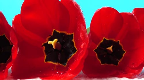Vibrant Red Tulips with Water Droplets Close Up