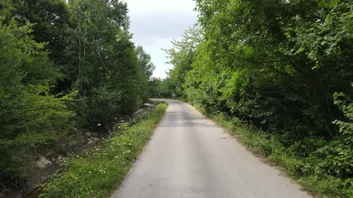Straßen-Bäume
