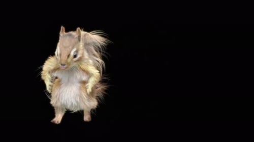 78 Chipmunk Tanzen 4K
