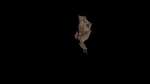 Flying 3D Bat Animation Loop with Alpha Channel
