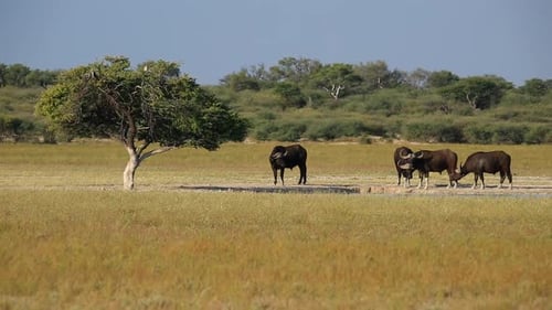 Búfalos africanos en un abrevadero
