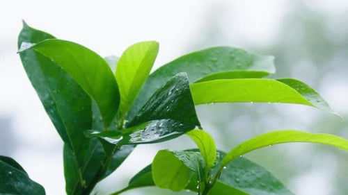 Rich Green Tree Leaves Waving in Wind and Moving Under Tropical Rain Drops