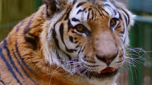 Majestic Tiger Close Up Showing Distinctive Stripes