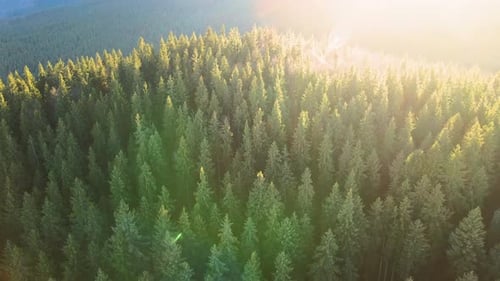 Aerial View of Brightly Illuminated with Sunlight Beams Foggy Dark Forest with Pine Trees at Autumn